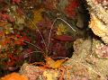 Crevette jaune cavernicole